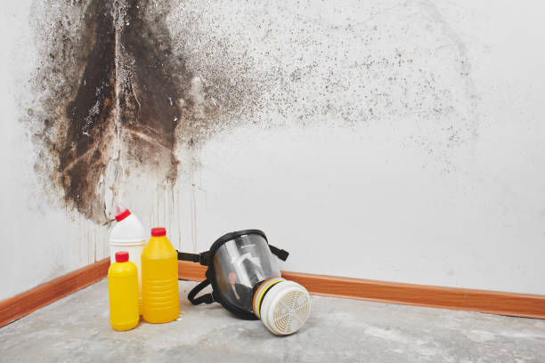 Best Black Mold Removal  in Mineola, NY