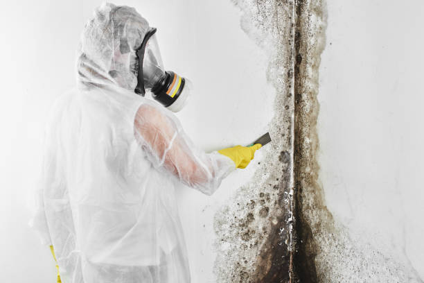 Best Commercial Mold Removal  in Mineola, NY