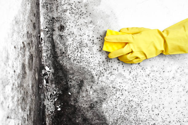 Best Mold Remediation Services  in Mineola, NY