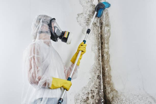 Trusted Mineola, NY Mold Removal Experts