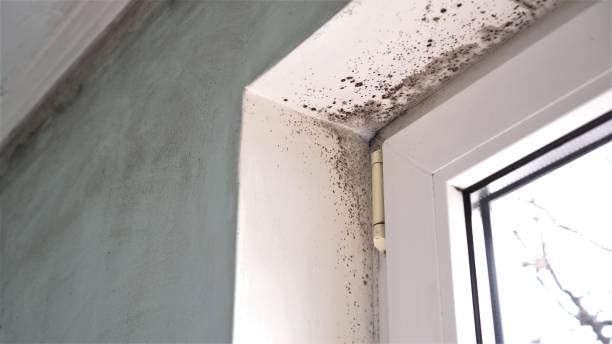 Office Mold Removal Services in Mineola, NY