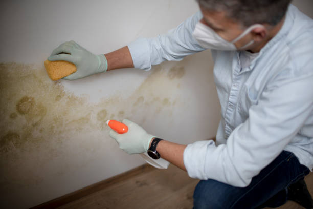 Best Local Mold Removal Service  in Mineola, NY