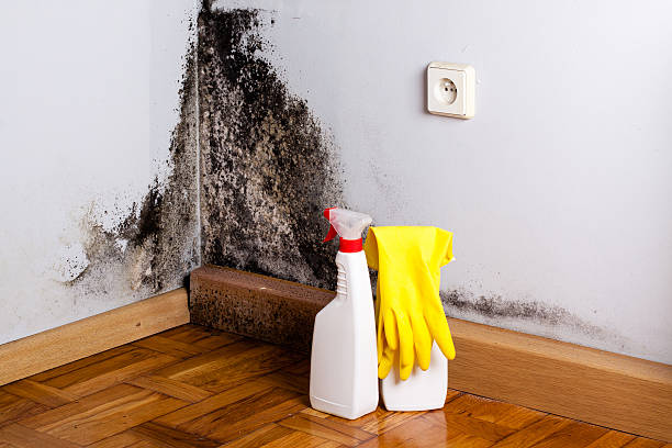 Best Residential Mold Removal  in Mineola, NY