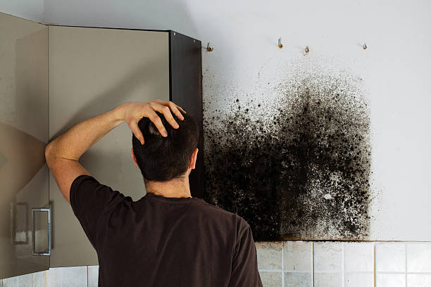 Best Mold Remediation  in Mineola, NY