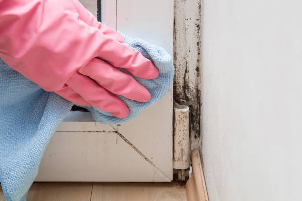 Best Certified Mold Removal  in Mineola, NY