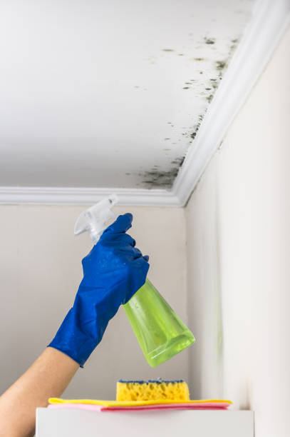 Best Residential Mold Removal  in Mineola, NY